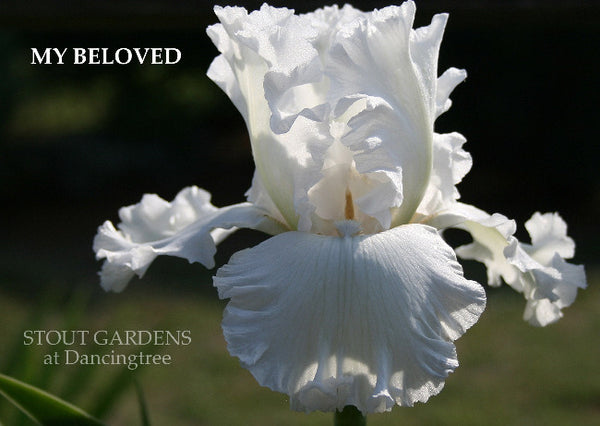 Iris My Beloved