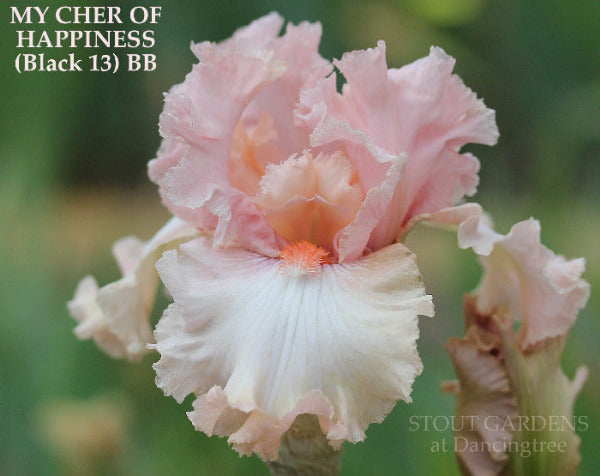 Iris My Cher Of Happiness