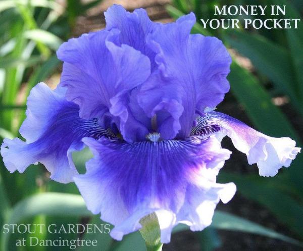 Iris Money In Your Pocket