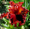Iris Nebraska Dawn