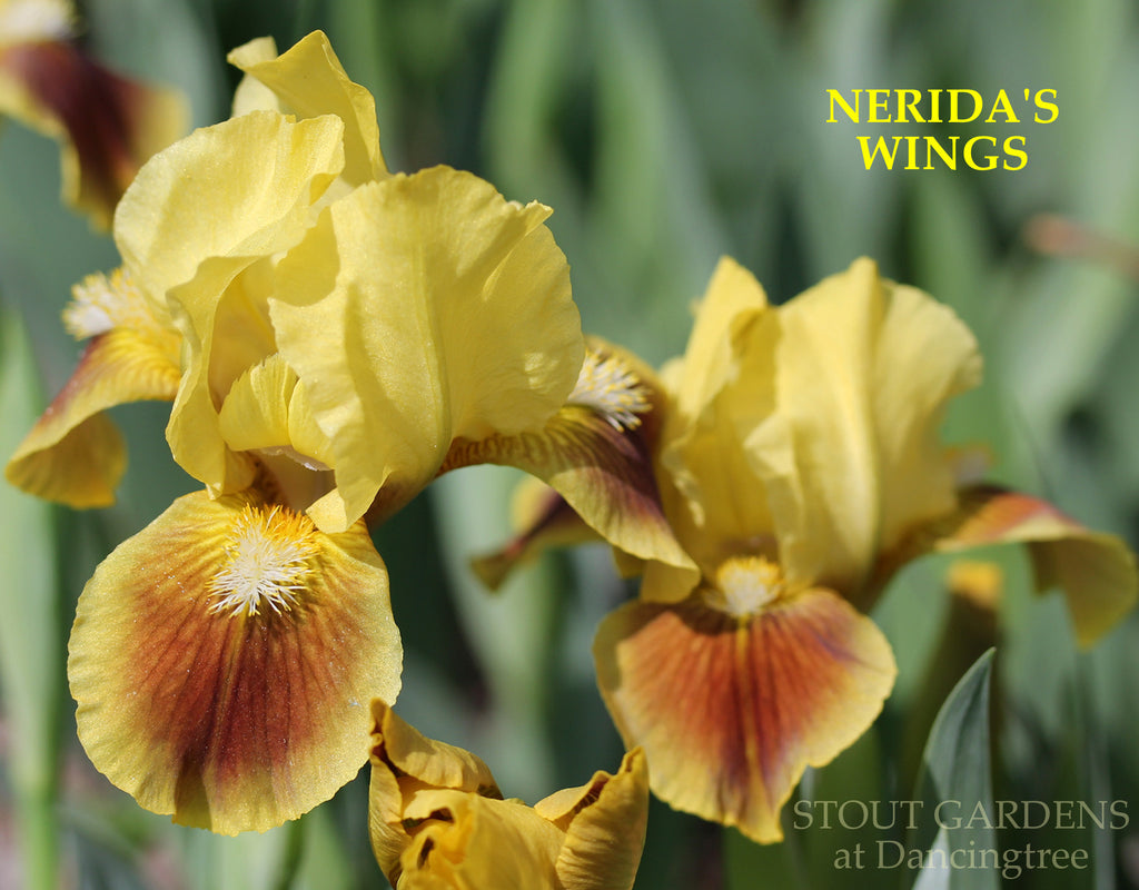 Iris Nerida's Wings