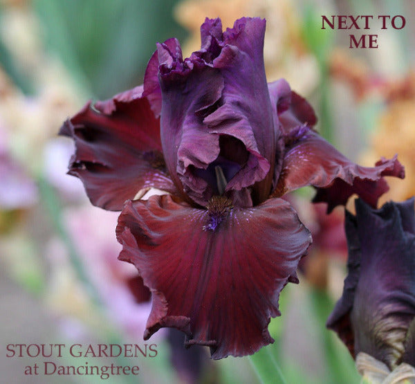 Iris Next To Me