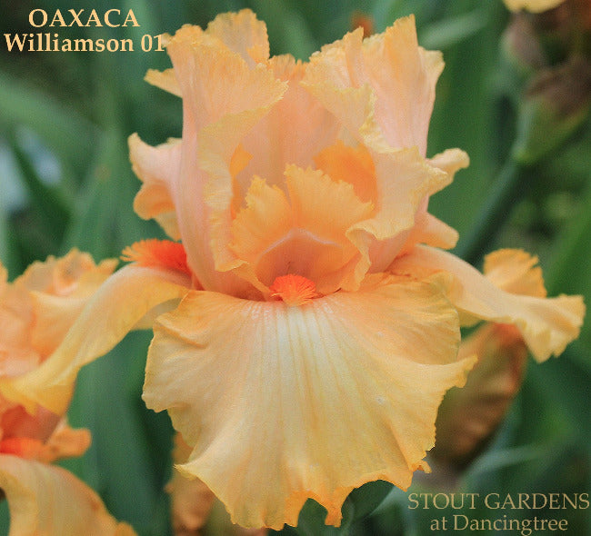 Iris Oaxaca