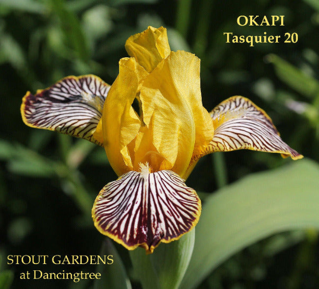 Iris Okapi