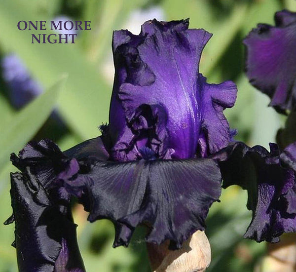Iris One More Night