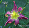 Daylily On The Web