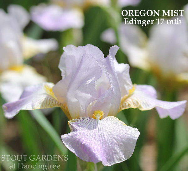 Iris Oregon Mist