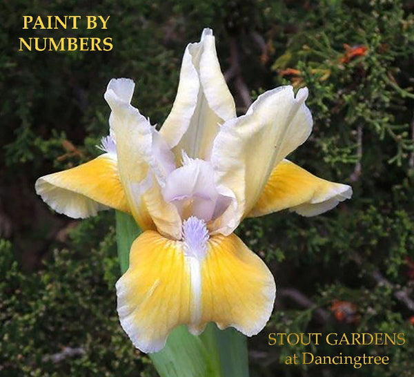Iris Paint By Numbers