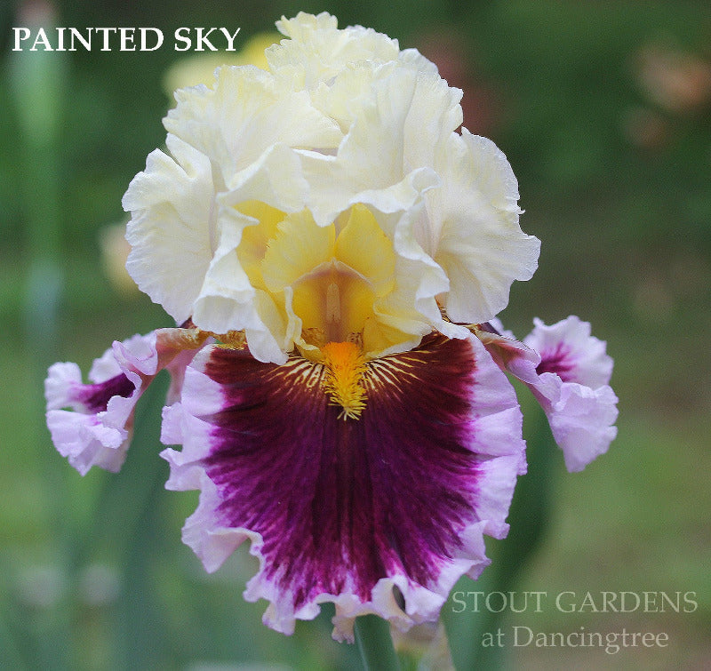 Iris Painted Sky