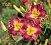Daylily Para Zeus