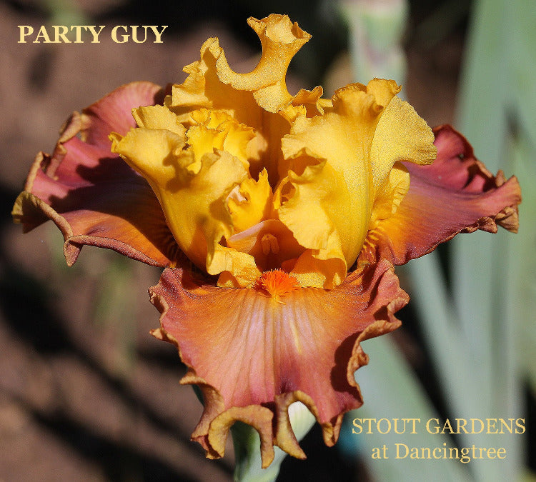 Iris Party Guy