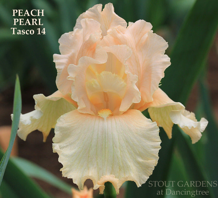 Iris Peach Pearl