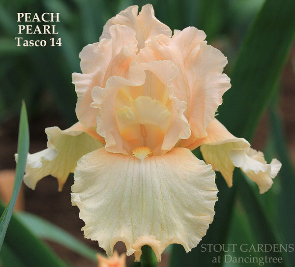 Iris Peach Pearl