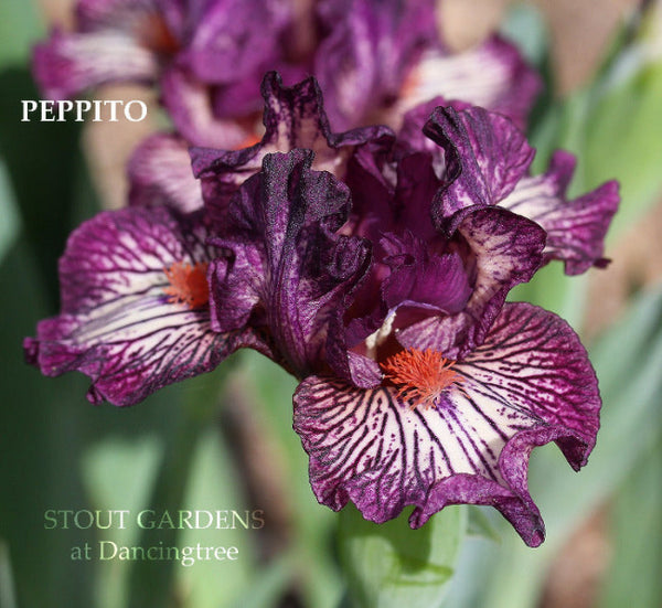 Iris Peppito