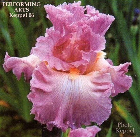 Iris Performing Arts