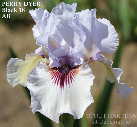 Iris Perry Dyer