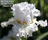 Iris Petticoat Junction