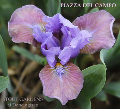 Iris Piazza Del Campo