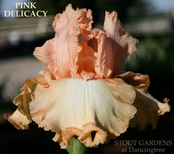 Iris Pink Delicacy