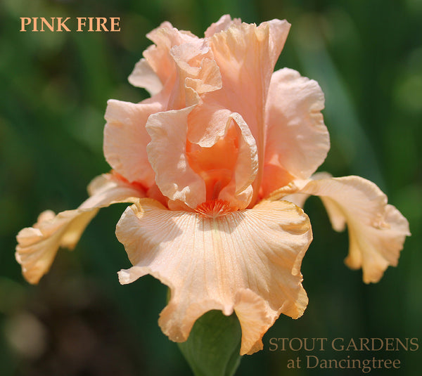 Iris Pink Fire