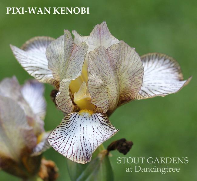Iris Pixi-Wan Kenobi