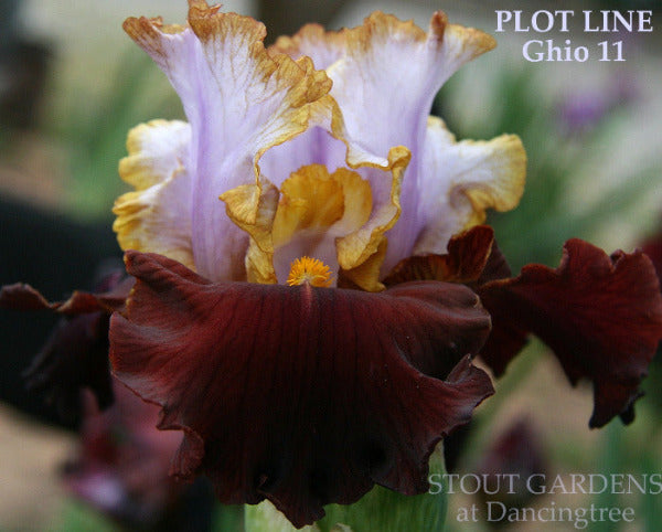 Iris Plot Line