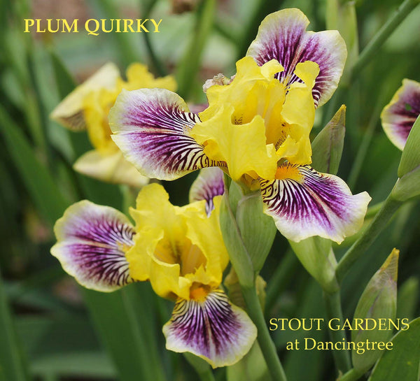 Iris Plum Quirky