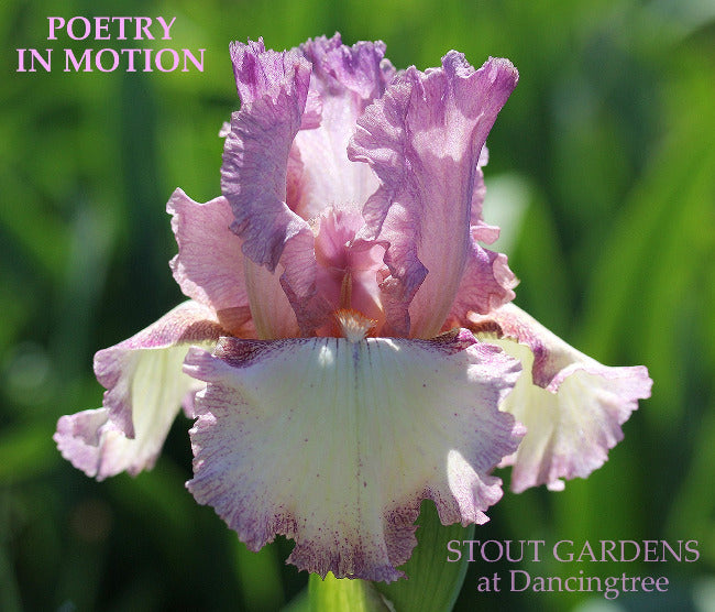 Iris Poetry In Motion