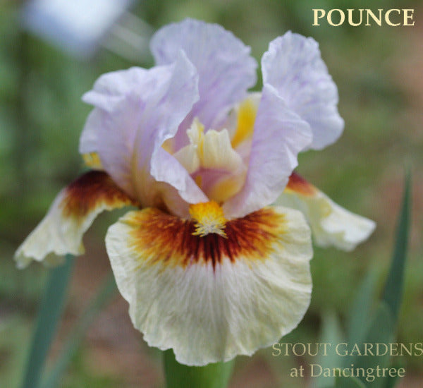 Iris Pounce
