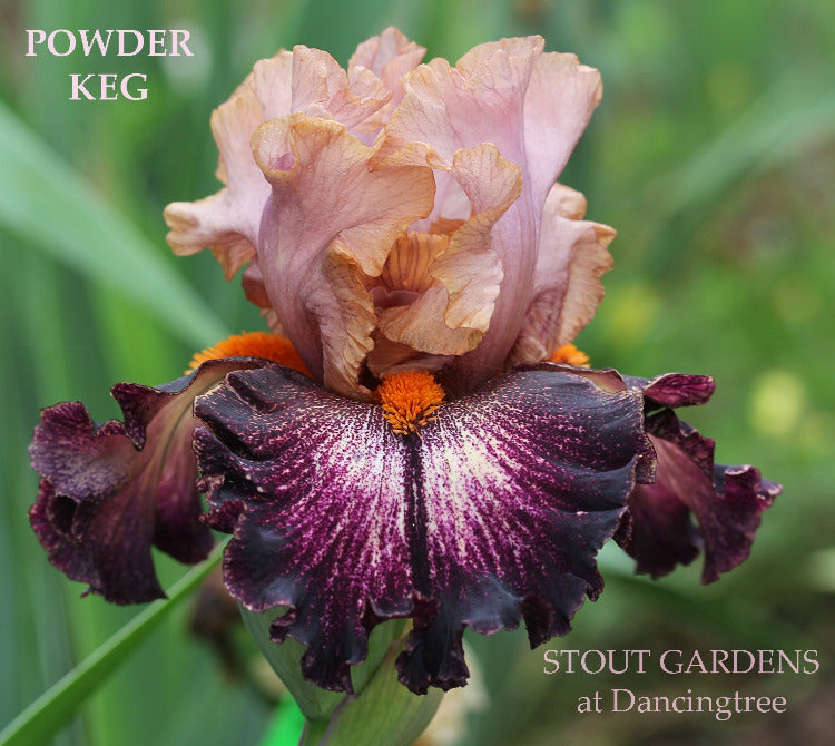 Iris Powder Keg