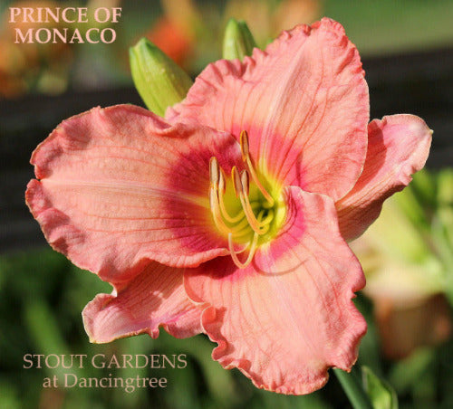 Daylily Prince Of Monaco