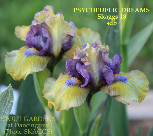 Iris Psychedelic Dreams