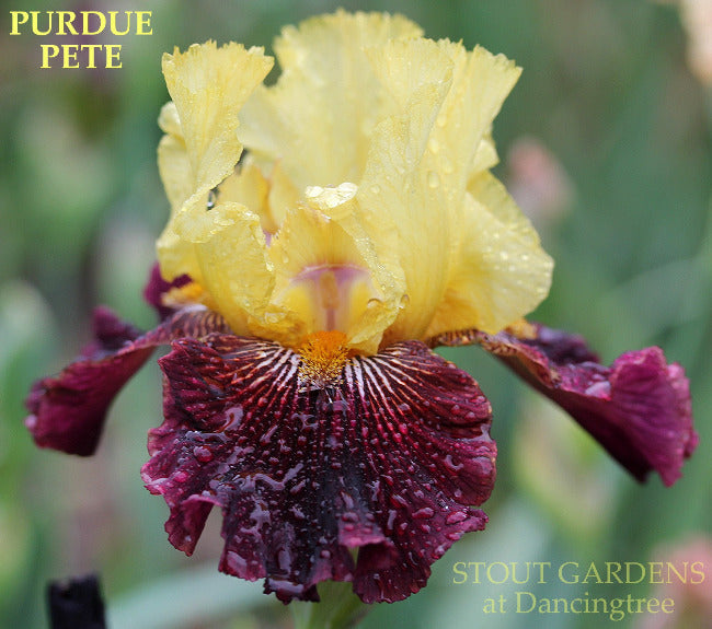 Iris Purdue Pete