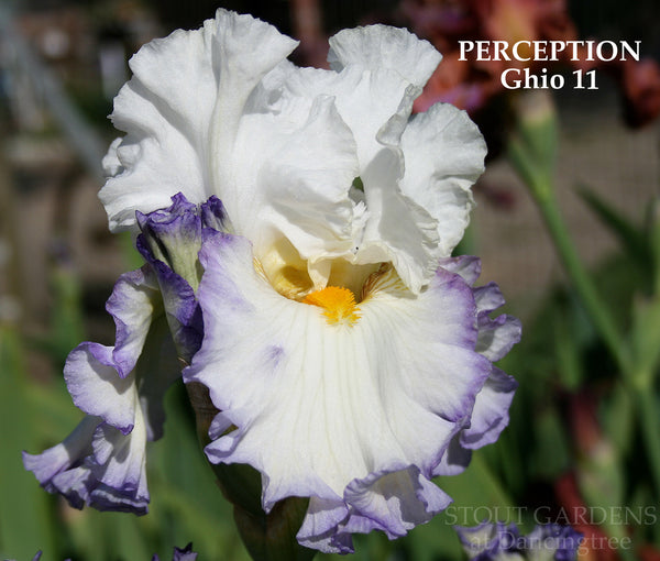 Iris Perception