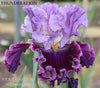 Iris Thunderation