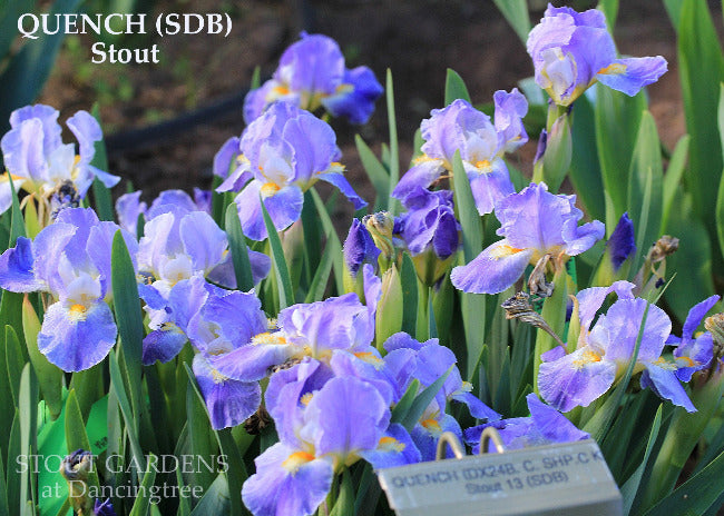 Median Iris Collection