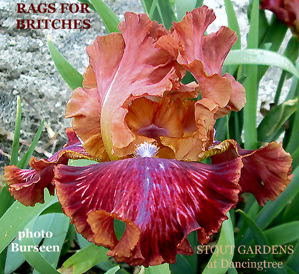 Iris Rags For Britches