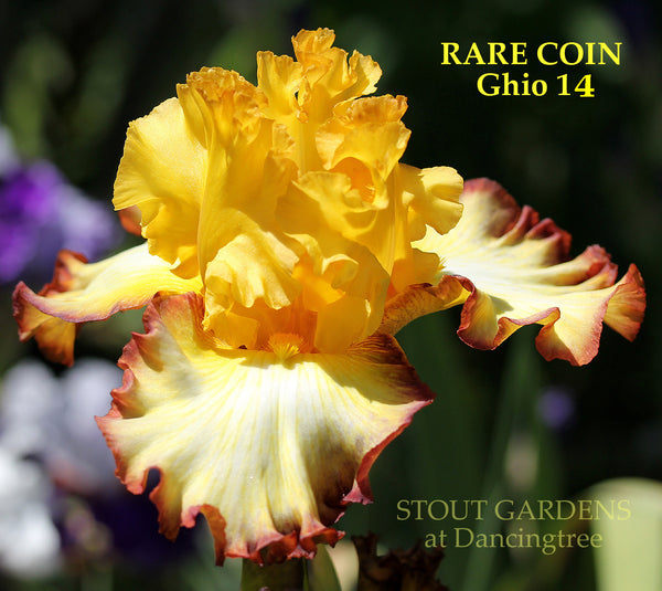 Iris Rare Coin
