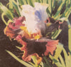 Iris Reality Road