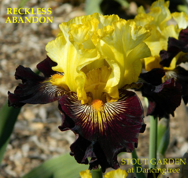 Iris Reckless Abandon