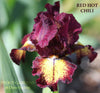 Iris Red Hot Chili