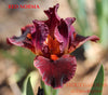 Iris Red Norma