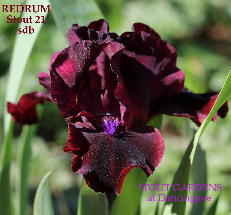 Iris Redrum
