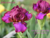 Iris Red Zinger