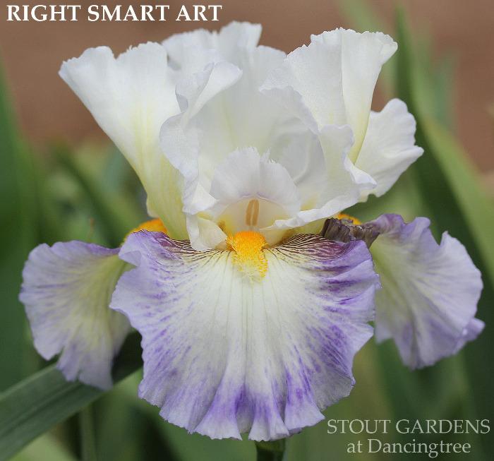 Iris Right Smart Art