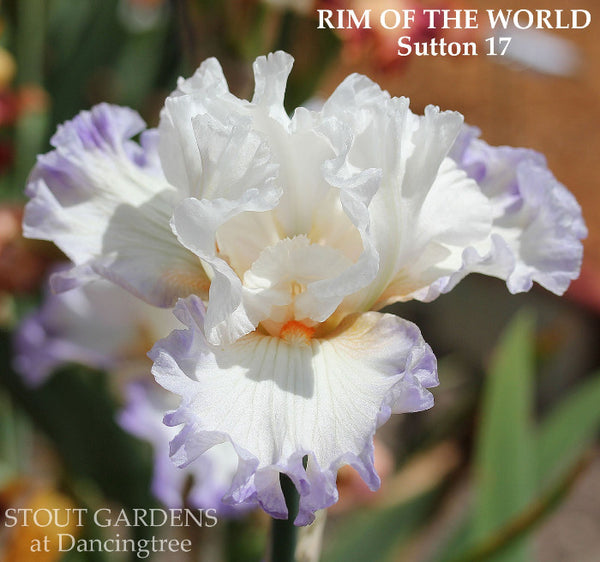 Iris Rim Of The World