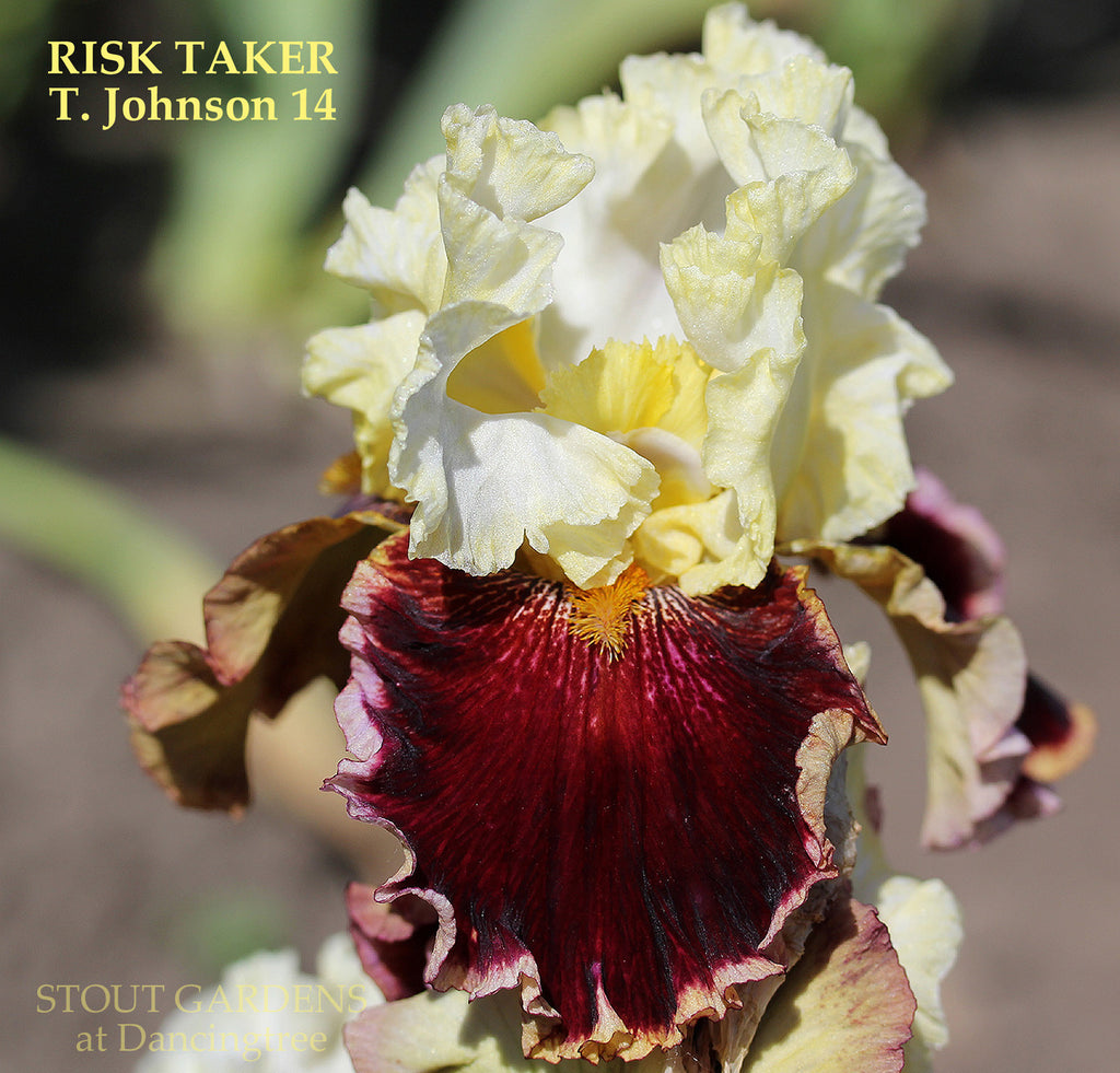Iris Risk Taker