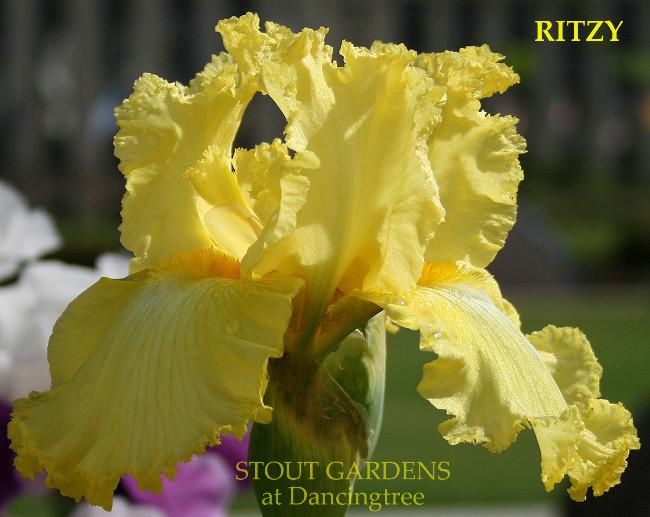 Iris Ritzy