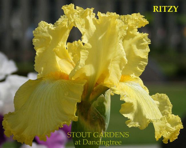 Iris Ritzy