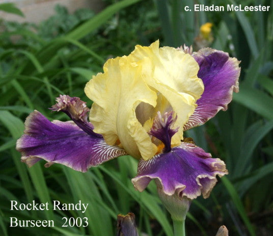 Iris Rocket Randy